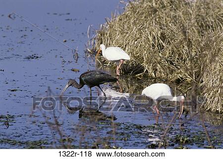 White & Glossy Ibis View Large Photo Image Stock Photo - White & Glossy Ibis. Fotosearch