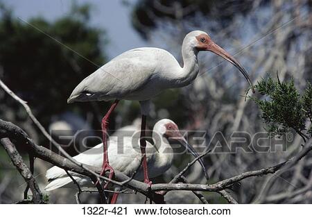 White Ibis View Large Photo Image Stock Image - White Ibis. Fotosearch