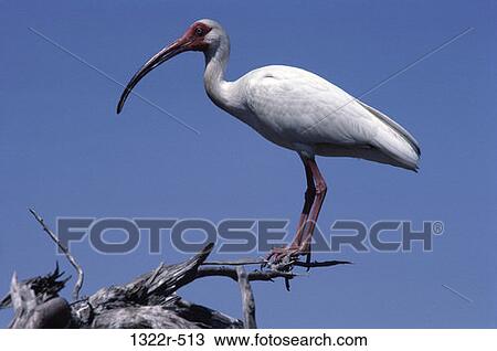 White Ibis View Large Photo Image Stock Image - White Ibis. Fotosearch
