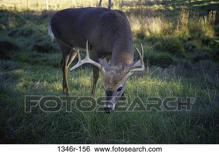 White-tailed Deer View Large Photo Image Stock Photograph - White-tailed Deer. Fotosearch