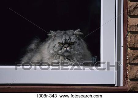 window, cat, pet, mad, animal, fluffy View Large Photo Image Stock Image - window, cat, pet, mad, animal, fluffy. Fotosearch