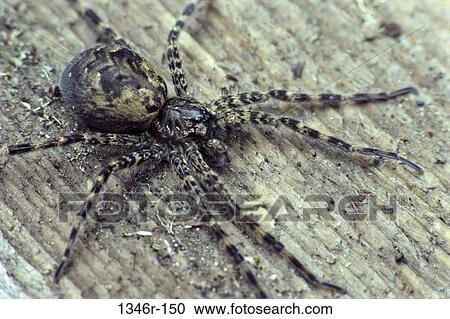 Wolf Spider View Large Photo Image Stock Image - Wolf Spider. Fotosearch