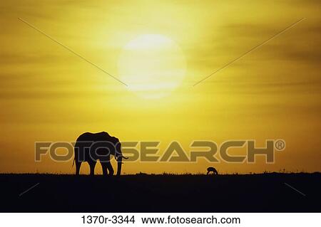 African Elephant View Large Photo Image Picture - African Elephant. Fotosearch
