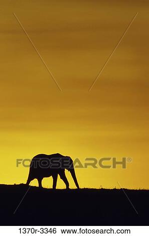 African Elephant View Large Photo Image Stock Photograph - African Elephant. Fotosearch