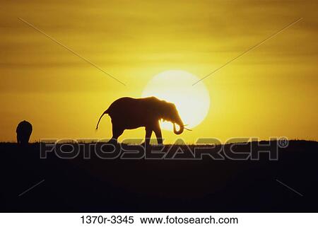 African Elephant View Large Photo Image Stock Photography - African Elephant. Fotosearch