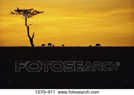 African Elephants View Large Photo Image Stock Image - African Elephants. Fotosearch