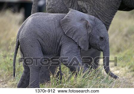 African Elephants View Large Photo Image Stock Image - African Elephants. Fotosearch