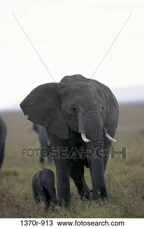 African Elephants View Large Photo Image Stock Image - African Elephants. Fotosearch
