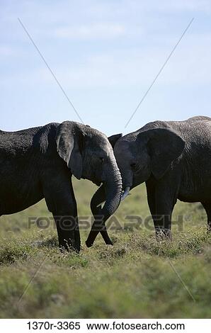 African Elephants View Large Photo Image Stock Photography - African Elephants. Fotosearch