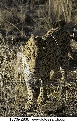 African Leopard View Large Photo Image Stock Photograph - African Leopard. Fotosearch
