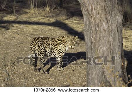 African Leopard View Large Photo Image Stock Photograph - African Leopard. Fotosearch