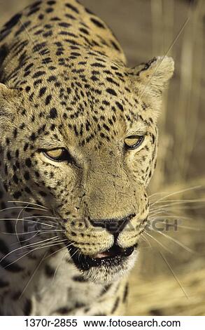 African Leopard View Large Photo Image Stock Photography - African Leopard. Fotosearch