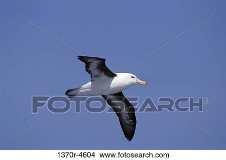 Albatross View Large Photo Image Picture - Albatross. Fotosearch