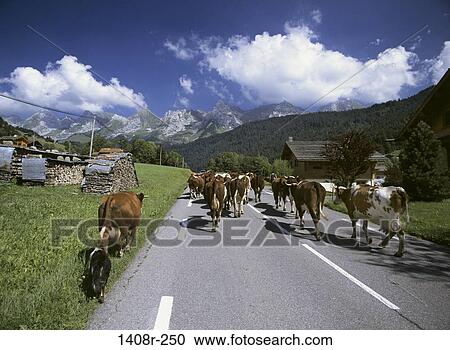 Alps, France View Large Photo Image Stock Image - Alps, France. Fotosearch