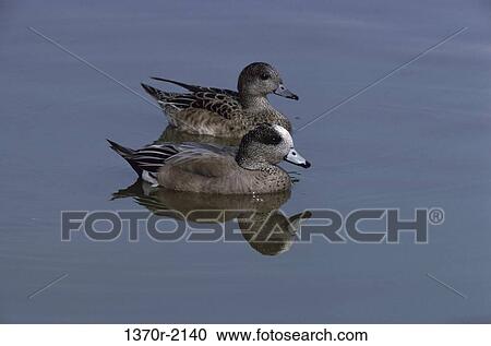 American Widgeons View Large Photo Image Stock Image - American Widgeons. Fotosearch
