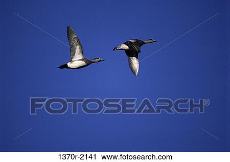 American Widgeons View Large Photo Image Stock Image - American Widgeons. Fotosearch