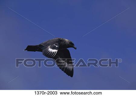 Antarctic Skua View Large Photo Image Stock Image - Antarctic Skua. Fotosearch