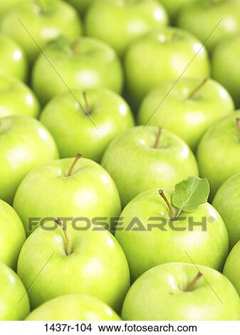 Apples View Large Photo Image Picture - Apples. Fotosearch