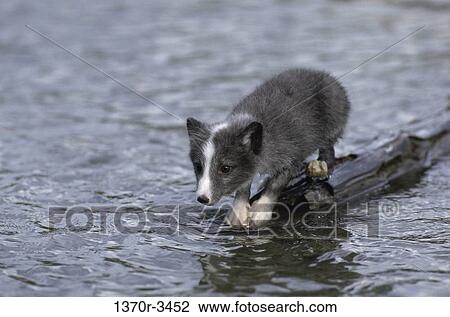 Arctic Fox View Large Photo Image Stock Image - Arctic Fox. Fotosearch