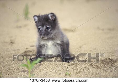 Arctic Fox View Large Photo Image Stock Image - Arctic Fox. Fotosearch