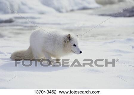 Arctic Fox View Large Photo Image Stock Image - Arctic Fox. Fotosearch