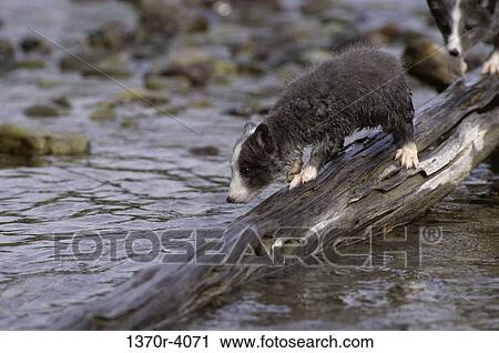 Arctic Fox View Large Photo Image Stock Image - Arctic Fox. Fotosearch