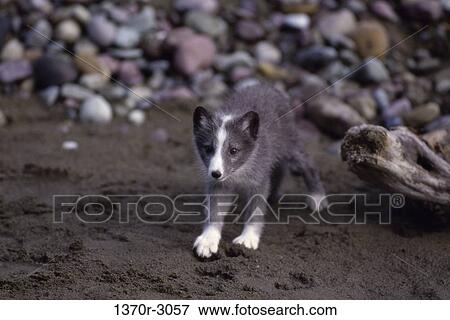 Arctic Fox View Large Photo Image Stock Photo - Arctic Fox. Fotosearch