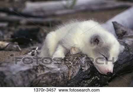 Arctic Fox View Large Photo Image Stock Photo - Arctic Fox. Fotosearch