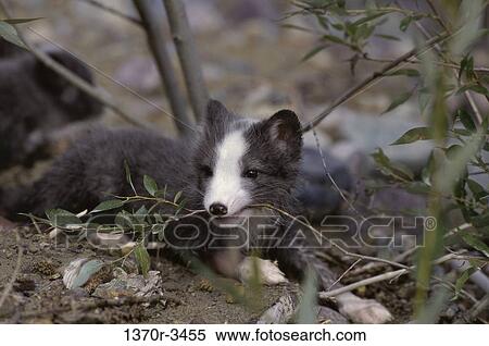 Arctic Fox View Large Photo Image Stock Photography - Arctic Fox. Fotosearch