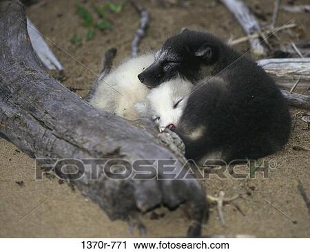 Arctic Foxes View Large Photo Image Stock Image - Arctic Foxes. Fotosearch