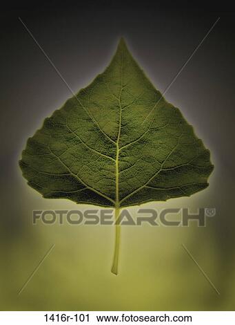 Aspen leaf View Large Photo Image Stock Image - Aspen leaf. Fotosearch