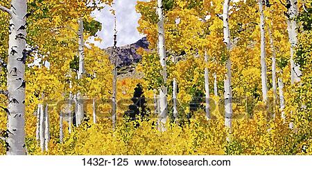Aspen Trees, Eastern Sierra, California, USA View Large Photo Image Stock Photography - Aspen Trees, Eastern Sierra, California, USA. Fotosearch