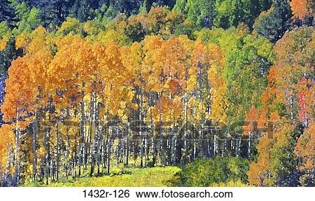Aspen Trees, Hope Valley, California, USA View Large Photo Image Stock Photograph - Aspen Trees, Hope Valley, California, USA. Fotosearch