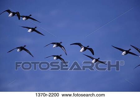Atlantic Brant Geese View Large Photo Image Stock Image - Atlantic Brant Geese. Fotosearch