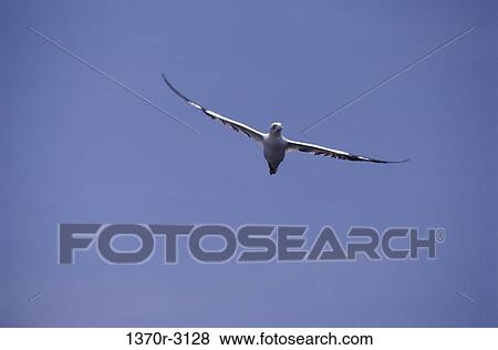 Atlantic Gannet View Large Photo Image Stock Photo - Atlantic Gannet. Fotosearch