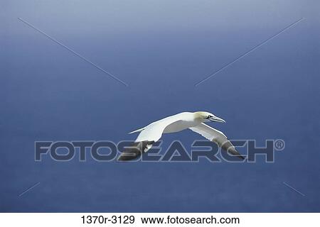 Atlantic Gannet View Large Photo Image Stock Photo - Atlantic Gannet. Fotosearch