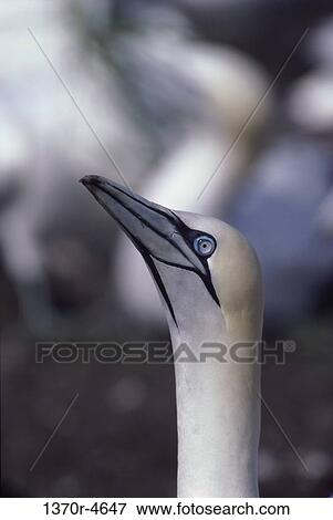 Atlantic Gannet View Large Photo Image Stock Photo - Atlantic Gannet. Fotosearch