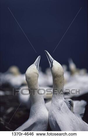 Stock Photograph - Atlantic Gannets. Fotosearch