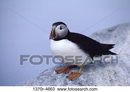 Stock Image - Atlantic Puffin. Fotosearch
