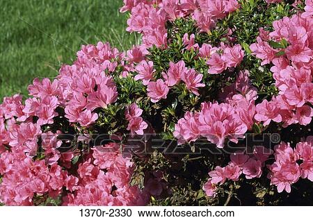 Azaleas View Large Photo Image Stock Image - Azaleas. Fotosearch