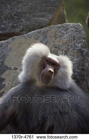 Stock Image - baboon, hamadryas, curious, watching, animal, fluffy. Fotosearch