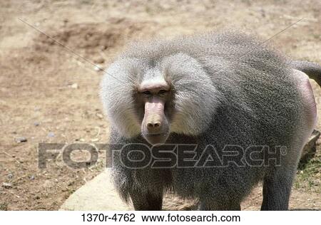 baboon, hamadryas, standing, watching, stand, animal View Large Photo Image Stock Image - baboon, hamadryas, standing, watching, stand, animal. Fotosearch