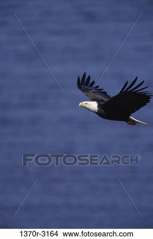 Bald Eagle View Large Photo Image Picture - Bald Eagle. Fotosearch