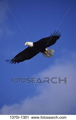 Bald Eagle View Large Photo Image Stock Image - Bald Eagle. Fotosearch