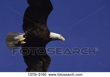 Bald Eagle View Large Photo Image Stock Image - Bald Eagle. Fotosearch