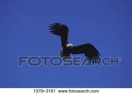 Bald Eagle View Large Photo Image Stock Image - Bald Eagle. Fotosearch