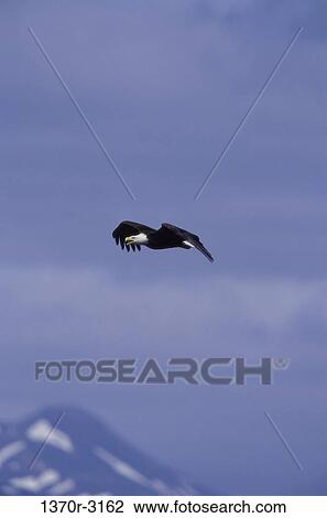 Bald Eagle View Large Photo Image Stock Image - Bald Eagle. Fotosearch