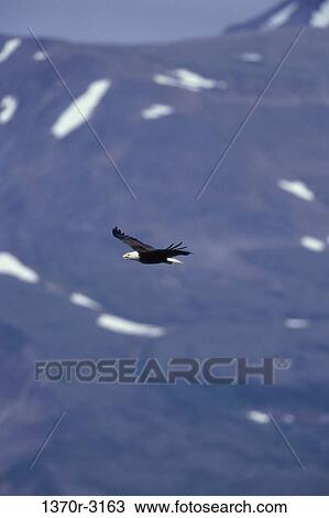 Bald Eagle View Large Photo Image Stock Image - Bald Eagle. Fotosearch
