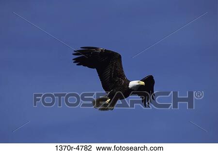 Stock Image - Bald Eagle. Fotosearch