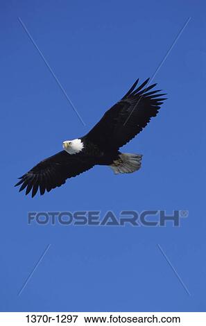 Bald Eagle View Large Photo Image Stock Photo - Bald Eagle. Fotosearch
